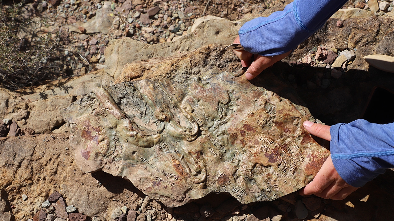 A 500 million-year-old trilobites fossil left ladder-like traces, 