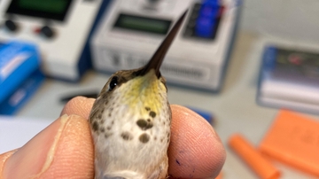 Hummingbird weigh-in