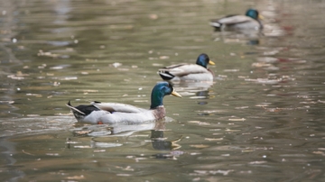 UNM ducks
