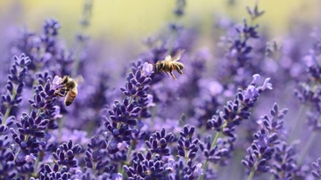 UNM alum research examines the future of bees in the Southwest
