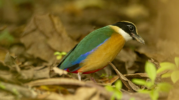 UNM scientists find blue light makes buildings more deadly to migrating birds       