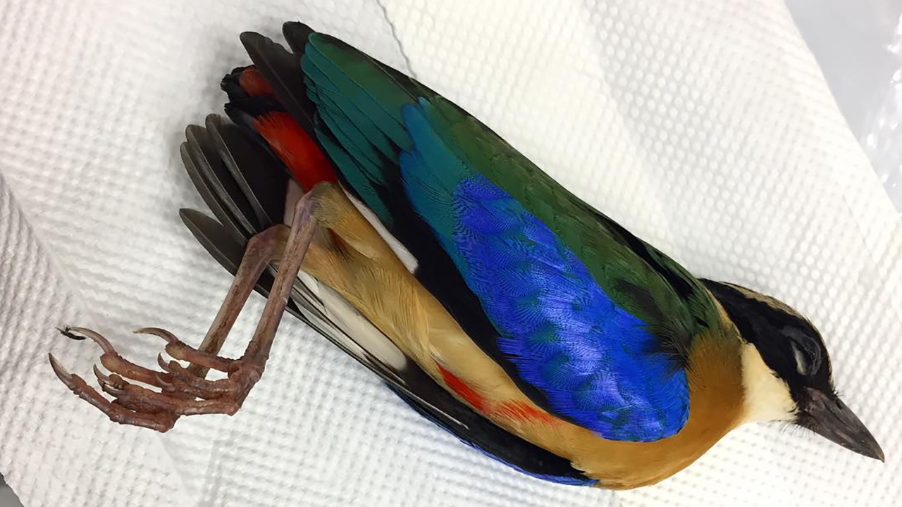 A deceased Blue-winged Pitta. 