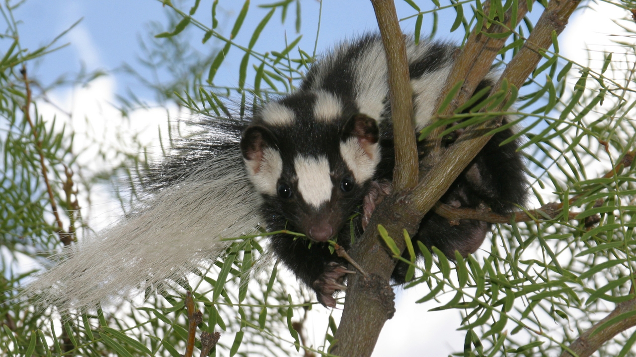 Spotted skunk
