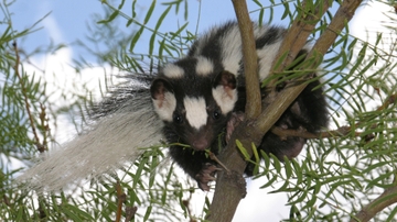 Spotted skunk