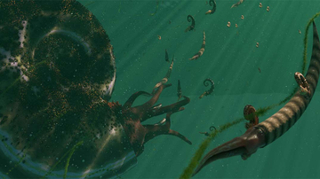 Ammonites boom until busted by same asteroid extinction that killed off the dinosaurs