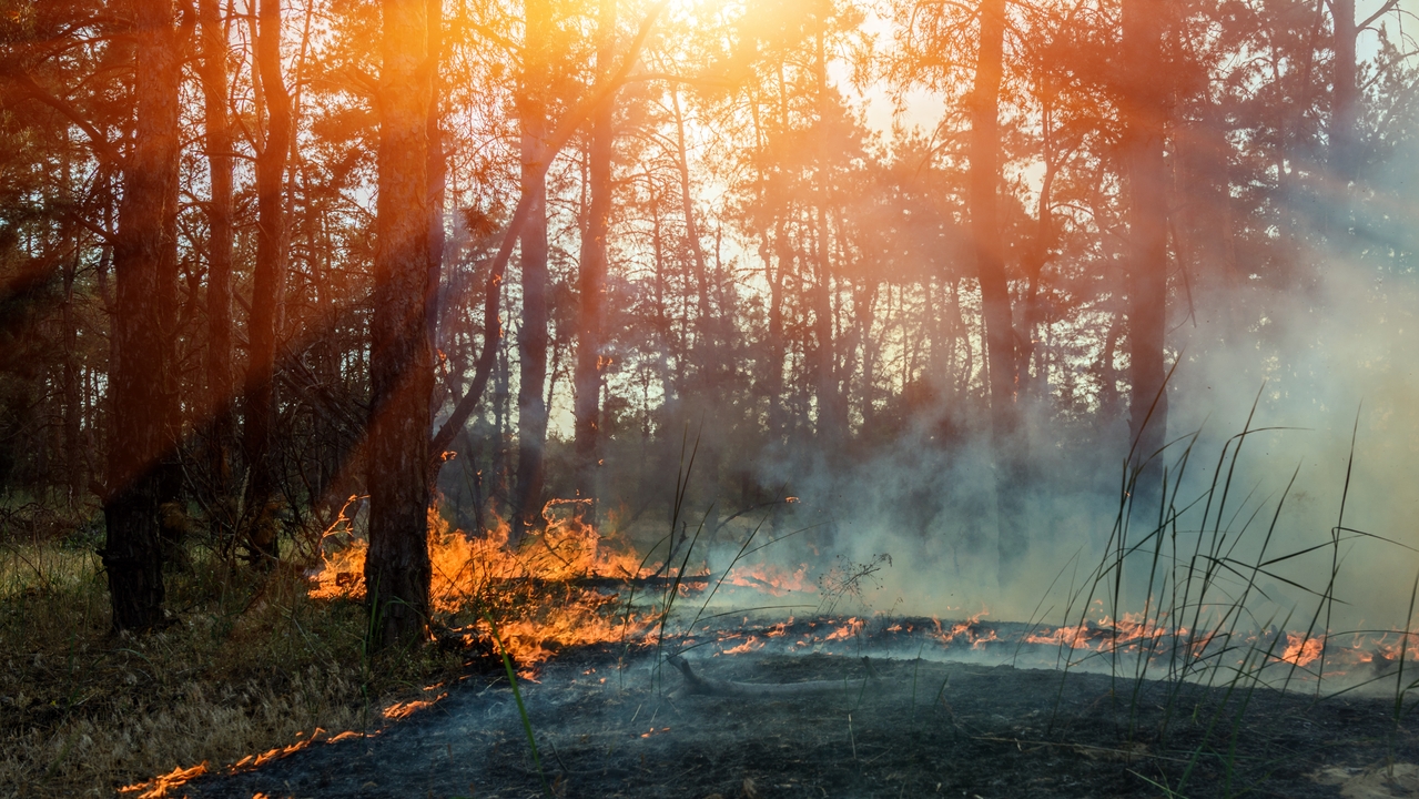 Wildfire