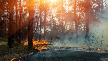 UNM engineering professor wins one of six inaugural NSF TRAILBLAZER awards for wildfire project