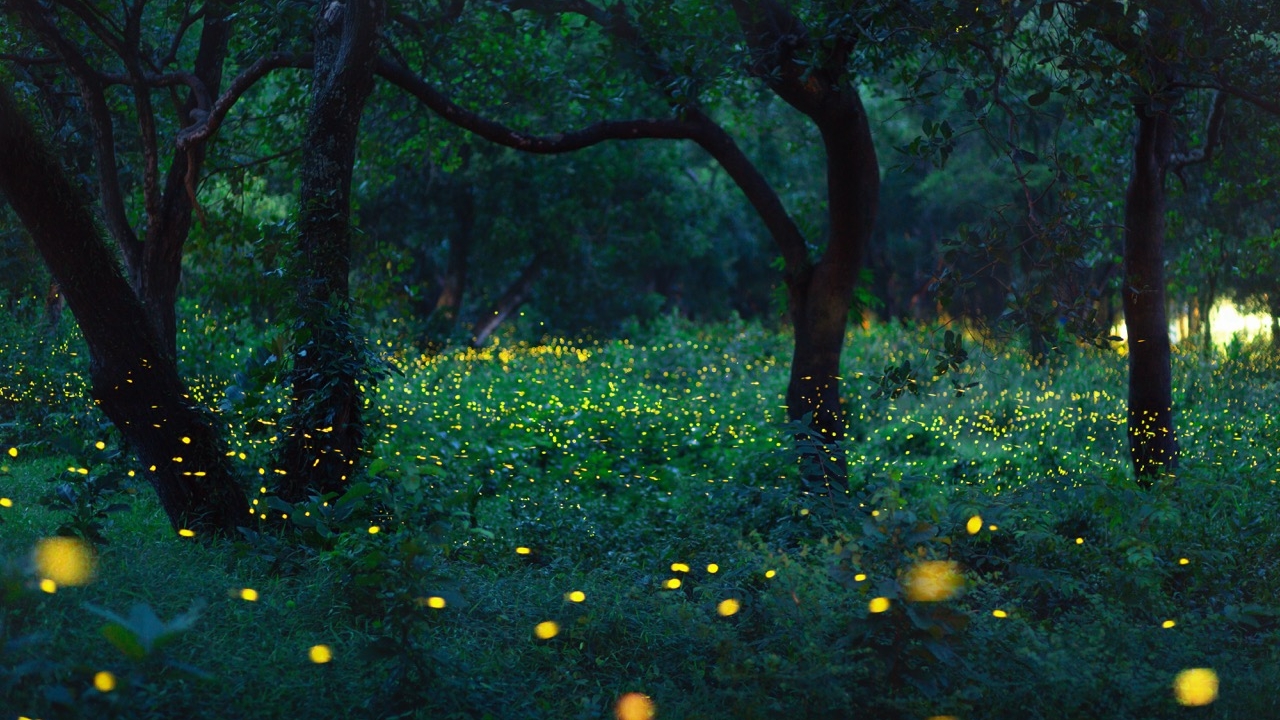 Fireflies Large