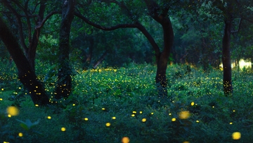 From fireflies to drones: UNM researchers uncover strategy for synchronization efficiency
