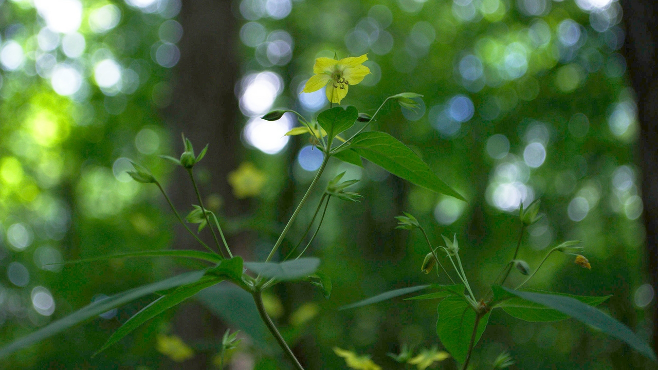 Collecting botanical samples