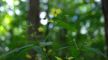 Collecting botanical samples