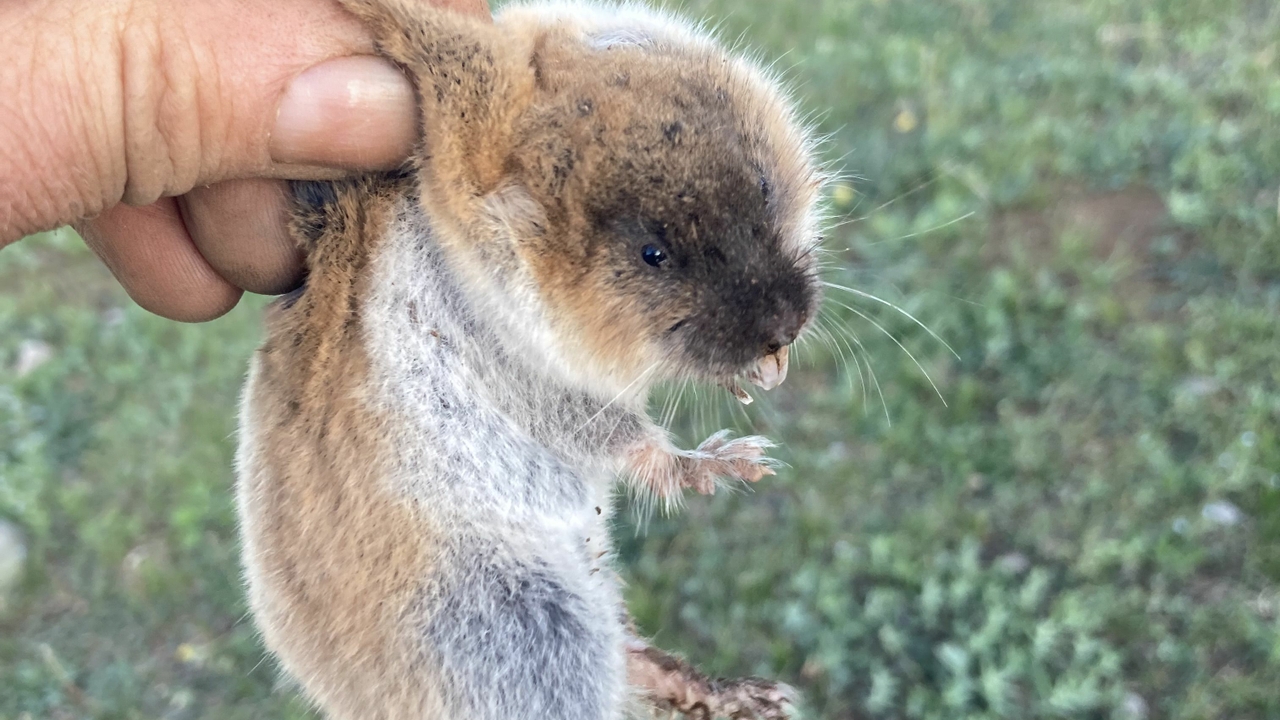  Eastern mole vole (Ellobius tancrei)