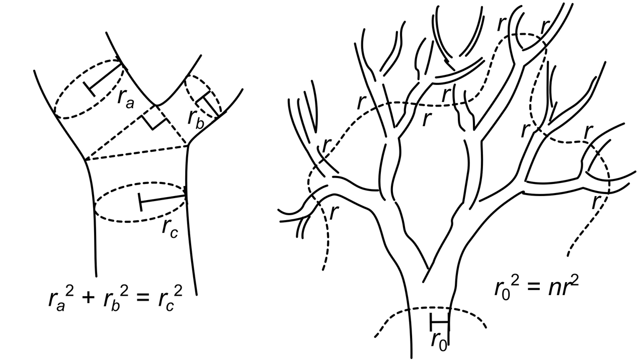 The scaling exponent (2 in this figure) determines proportions among branches and how many branches have a given thickness.
