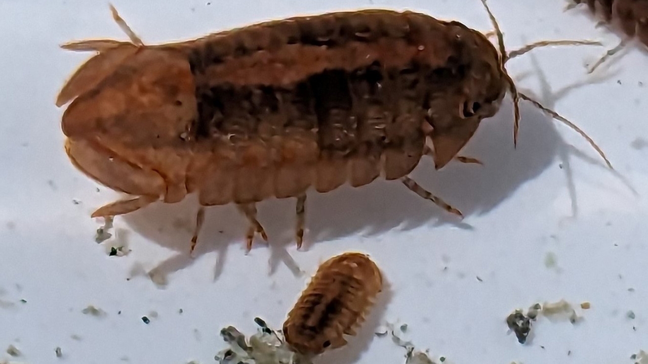 The Socorro Isopod 
