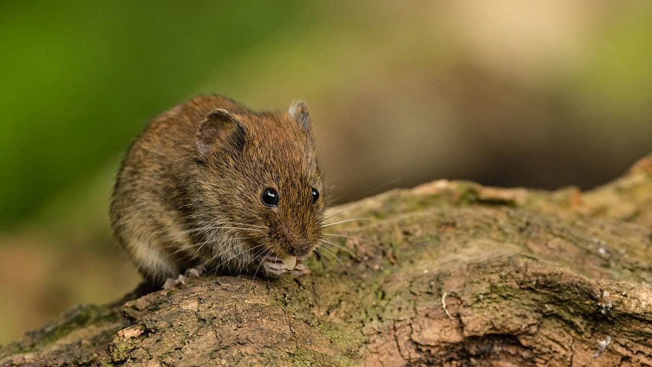 Researchers found more than 30 species of
