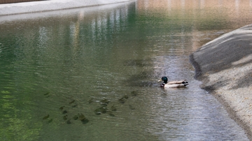  The UNM Duck Pond returns: Beloved landmark to reopen in August