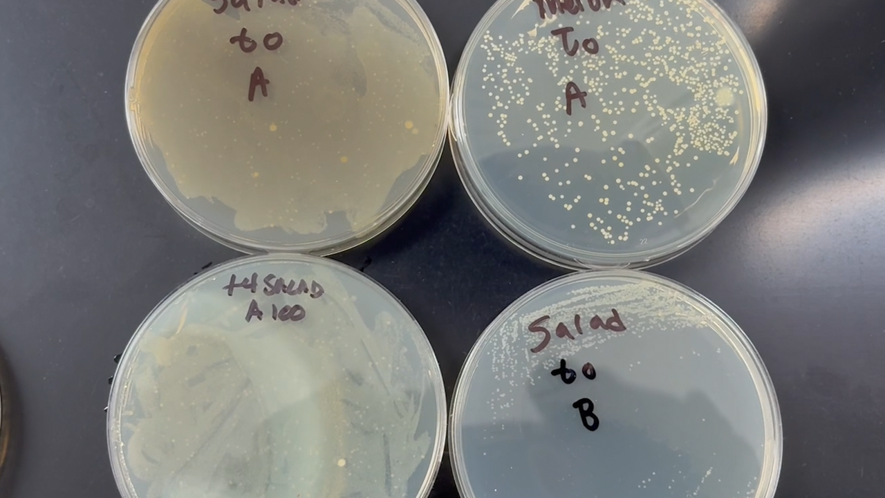 An overview of different samples taken.