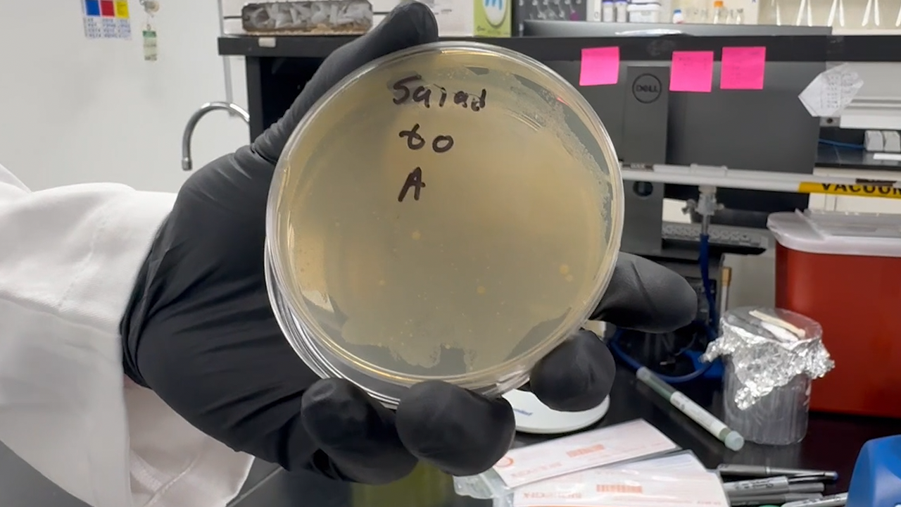 The spring mix salad sample grew in a "lawn" and had a color to the bacteria.