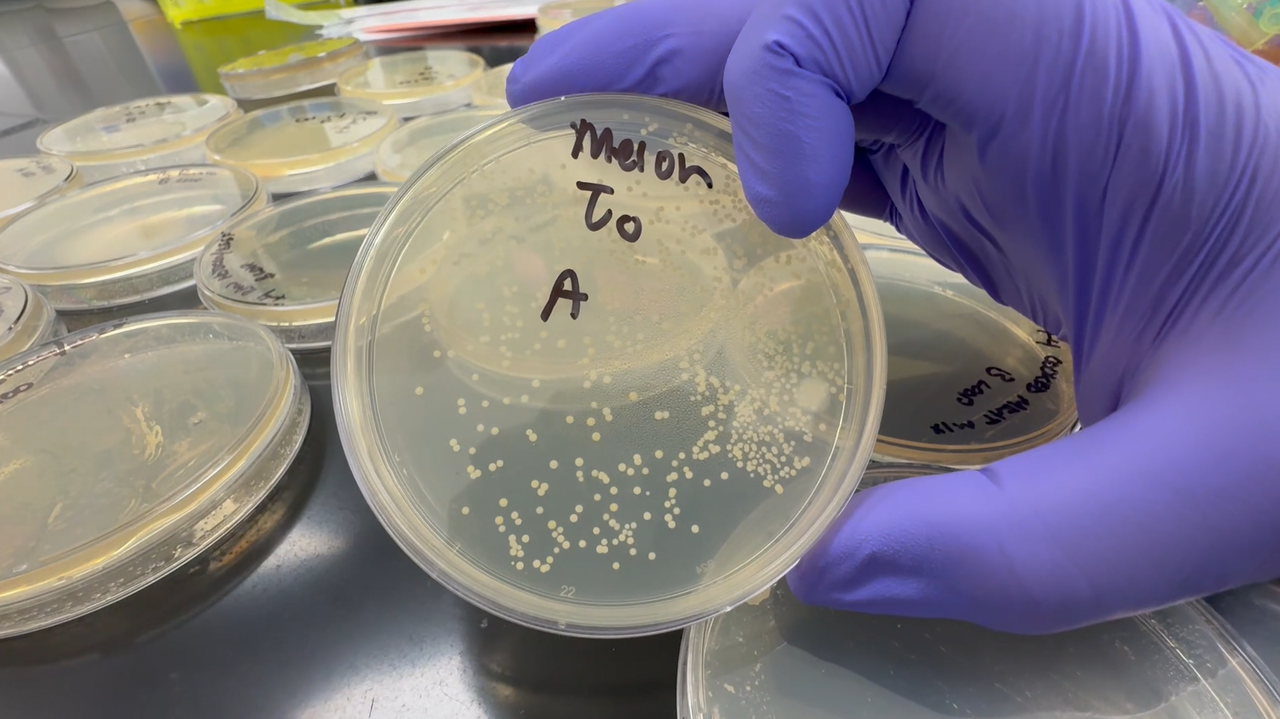 The watermelon sample grew bacteria in "colonies"