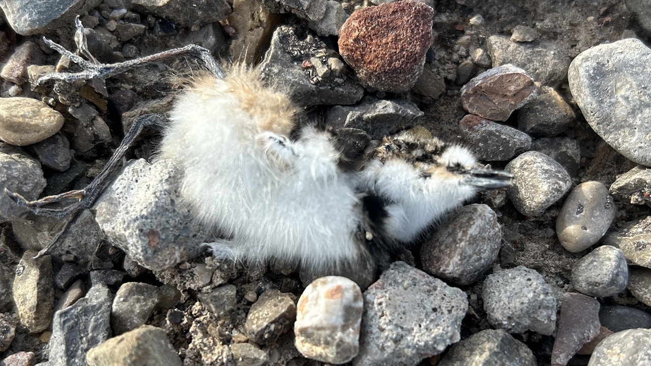 A Killdeer chick found dead 