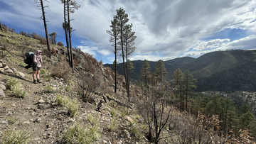 Making trees in fire-maintained forest less susceptible to drought 