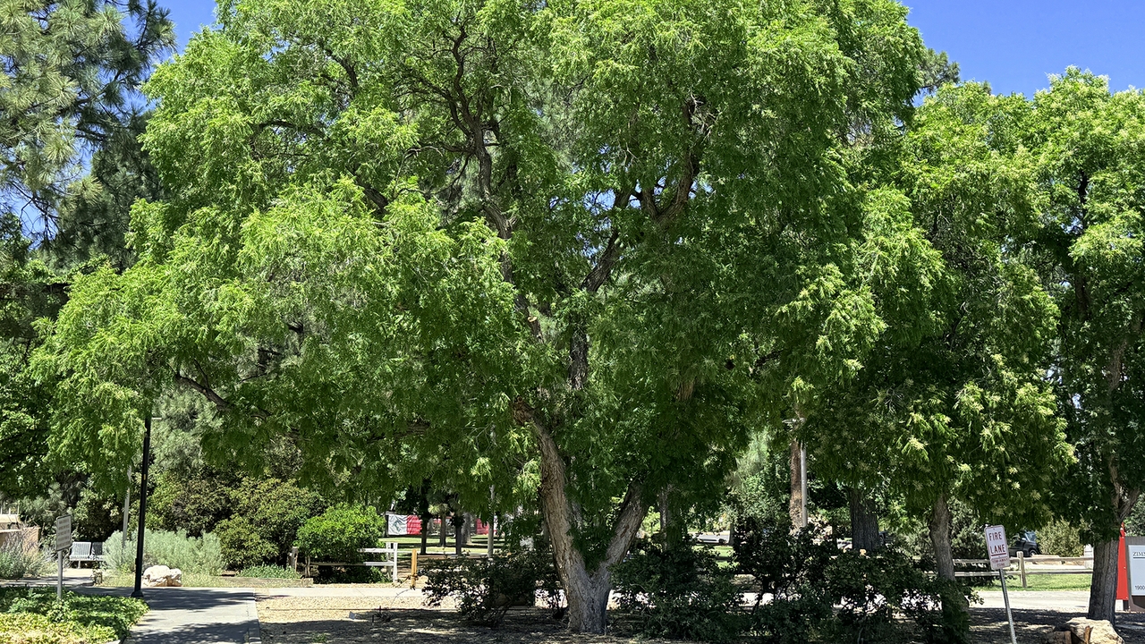 Soap Trees near Zimmerman Library.