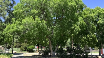 University of New Mexico earns National Arboretum Accreditation, announces tree care updates