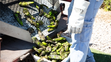 UNM Alumni to host one-of-a-kind green chile experience Sept. 28