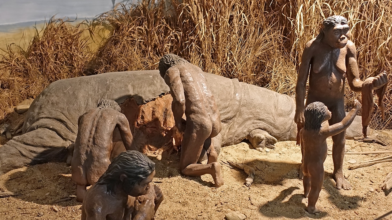 Homo habilis had a mostly herbal diet,