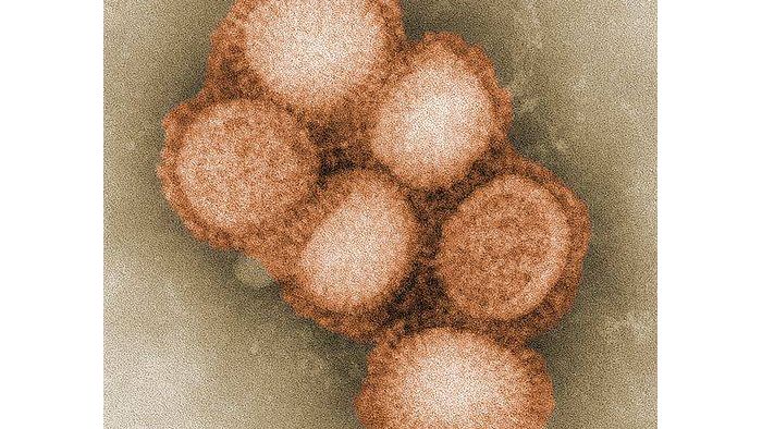 H1N1 Virus (Source: CDC)