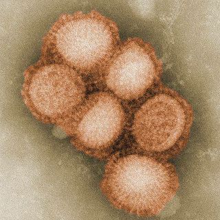 H1N1 Virus (Source: CDC)