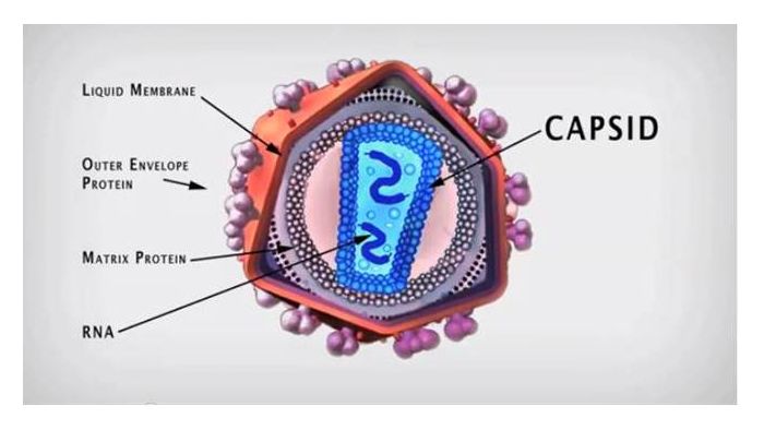 HIV Capsid Diagram