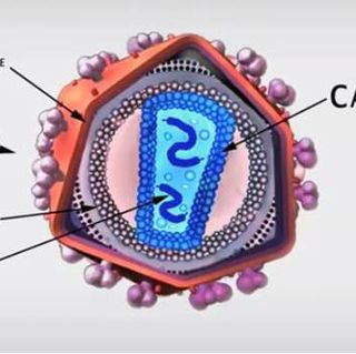 HIV Capsid Diagram