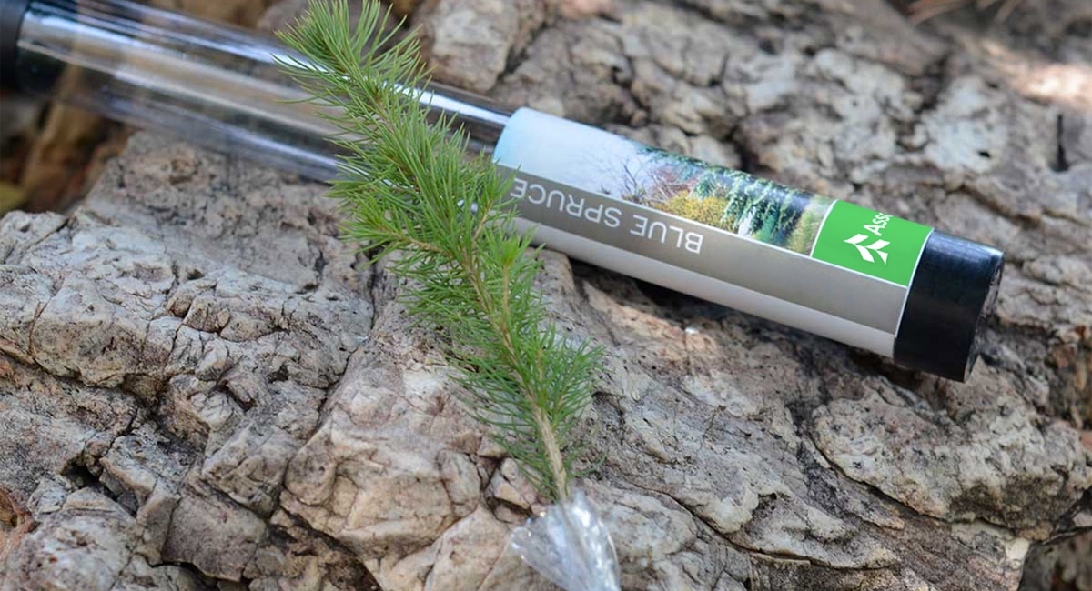 Evergreen tree saplings provided to Associated Bank customers represent the bank’s commitment to sustainability and symbolize the deep roots it has in the Midwest. 