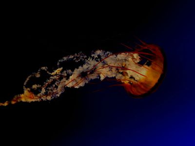 Jellyfish