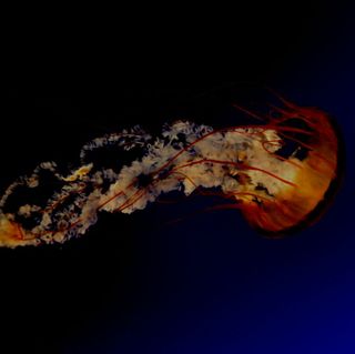 Jellyfish
