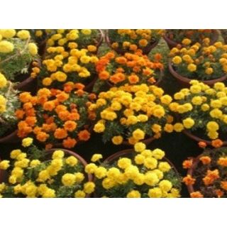Annual Chrysanthemum Show Opens in Capital