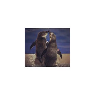 Testing Image upload