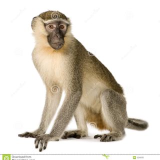 monkey