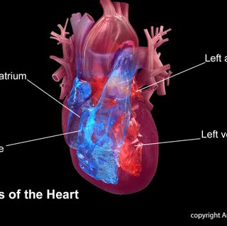 Better options needed for children at higher risk of premature heart disease