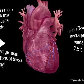 The heart does more physical work than any other muscle in the body.The average heart pumps 2,000 gallons of blood per day!In a 70-year lifetime, an average human heart beats more than 2.5 billion times.Watch, Learn, and Live Librarycopyright American Hea