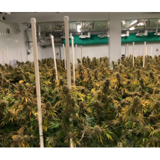 Cannabis M&A Spree Continues with Supreme's Merger with Blissco -- CFN Media