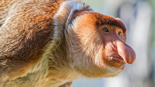 snoutmonkey