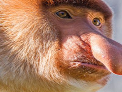 snoutmonkey