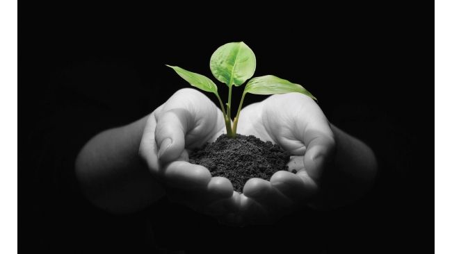 Duke Energy Florida to partner with Florida Forest Service to provide 1,200 trees to customers for Florida Arbor Day