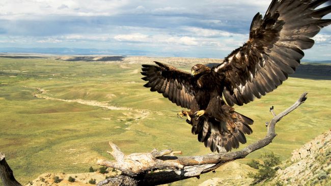 Center receives Duke Energy Foundation grant for golden eagle exhibition