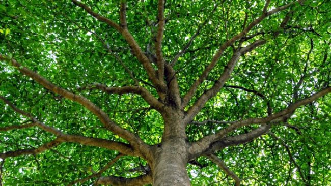 Duke Energy Florida to provide 2,400 trees to customers to honor Florida Arbor Day