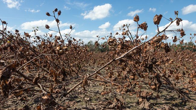 Duke Energy donates $100,000 to NC Farm Bureau Disaster Relief Fund in aftermath of Hurricane Florence
