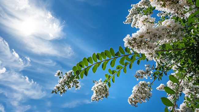Duke Energy Florida to give away 1,200 free trees to customers to honor Florida Arbor Day