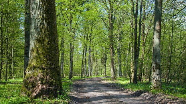 Duke Energy Foundation awards $150,000 to Indiana Natural Resources Foundation for new features at Ravinia State Forest
